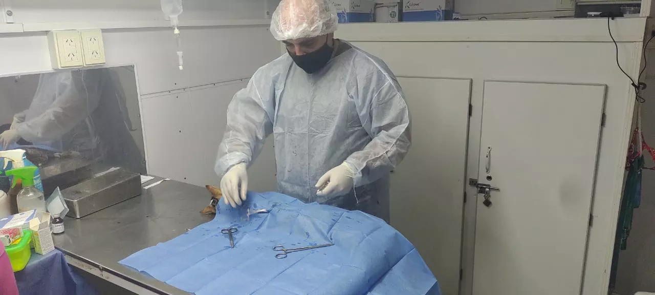 castración mascotas