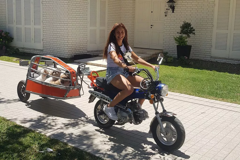 moto perros