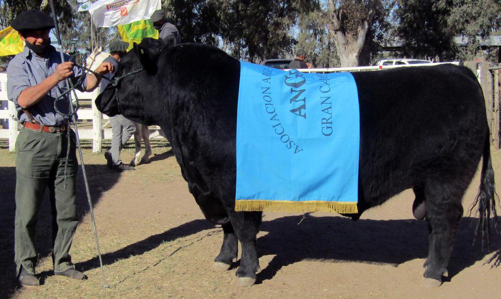 TORO GANADOR EXPO 2020 JOSE MARIA GONZALEZ 1