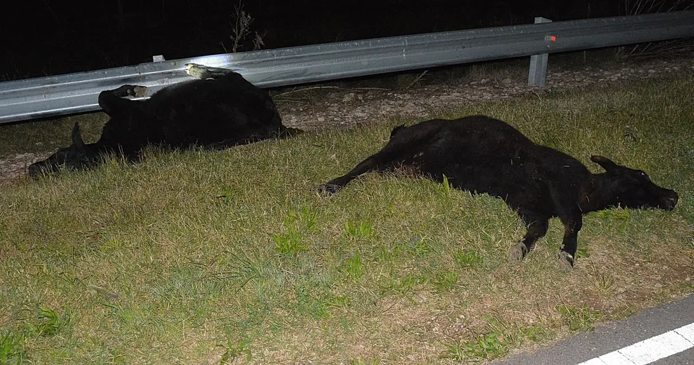 CHOQUE ANIMALES MARTINI 4