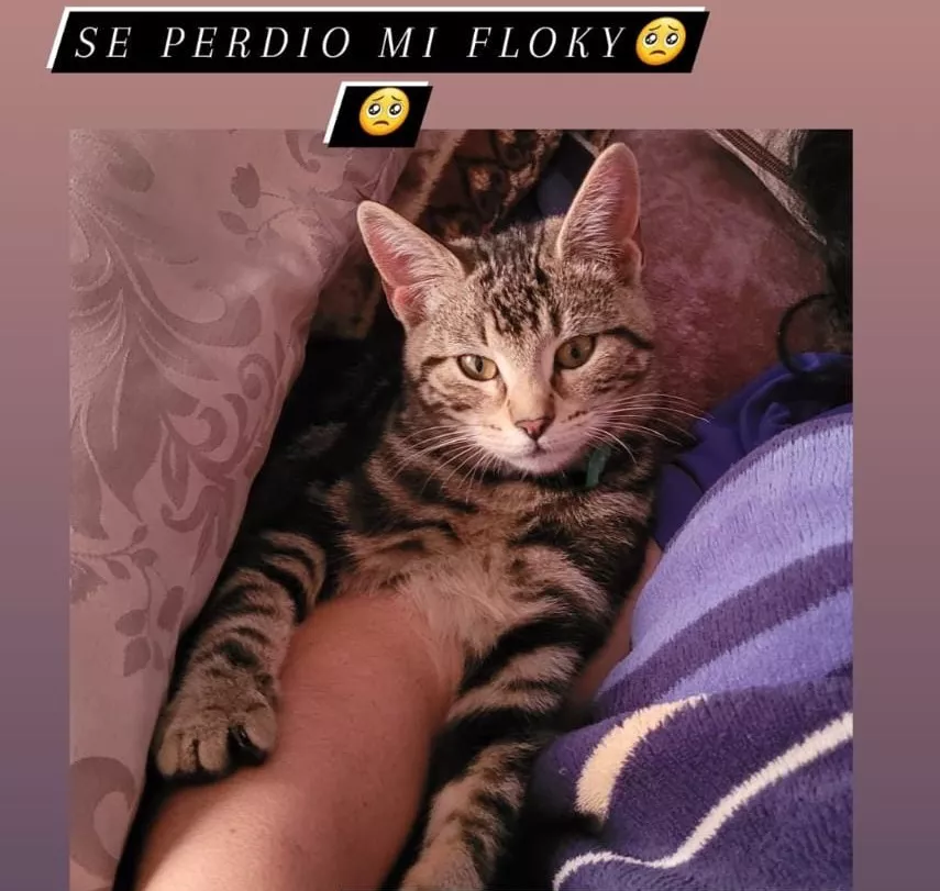 floky