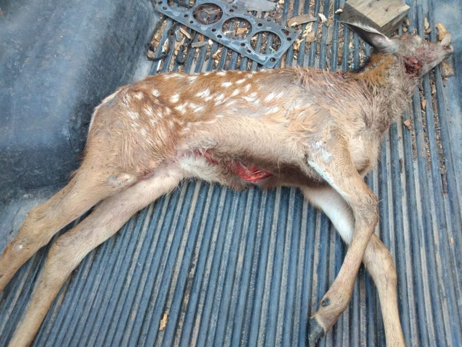 multimedia.normal.b0a6f9f0b59ed10c.62616d626565655f6e6f726d616c2e6a7067