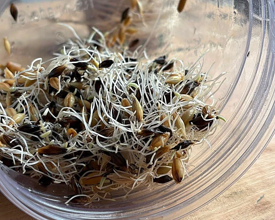brotes alfalfa 4c