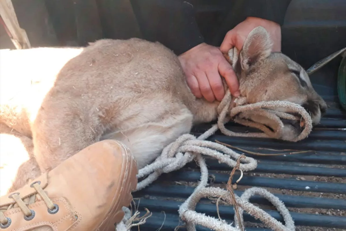puma-capturado-general-pico