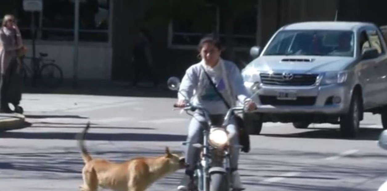 perro ataque
