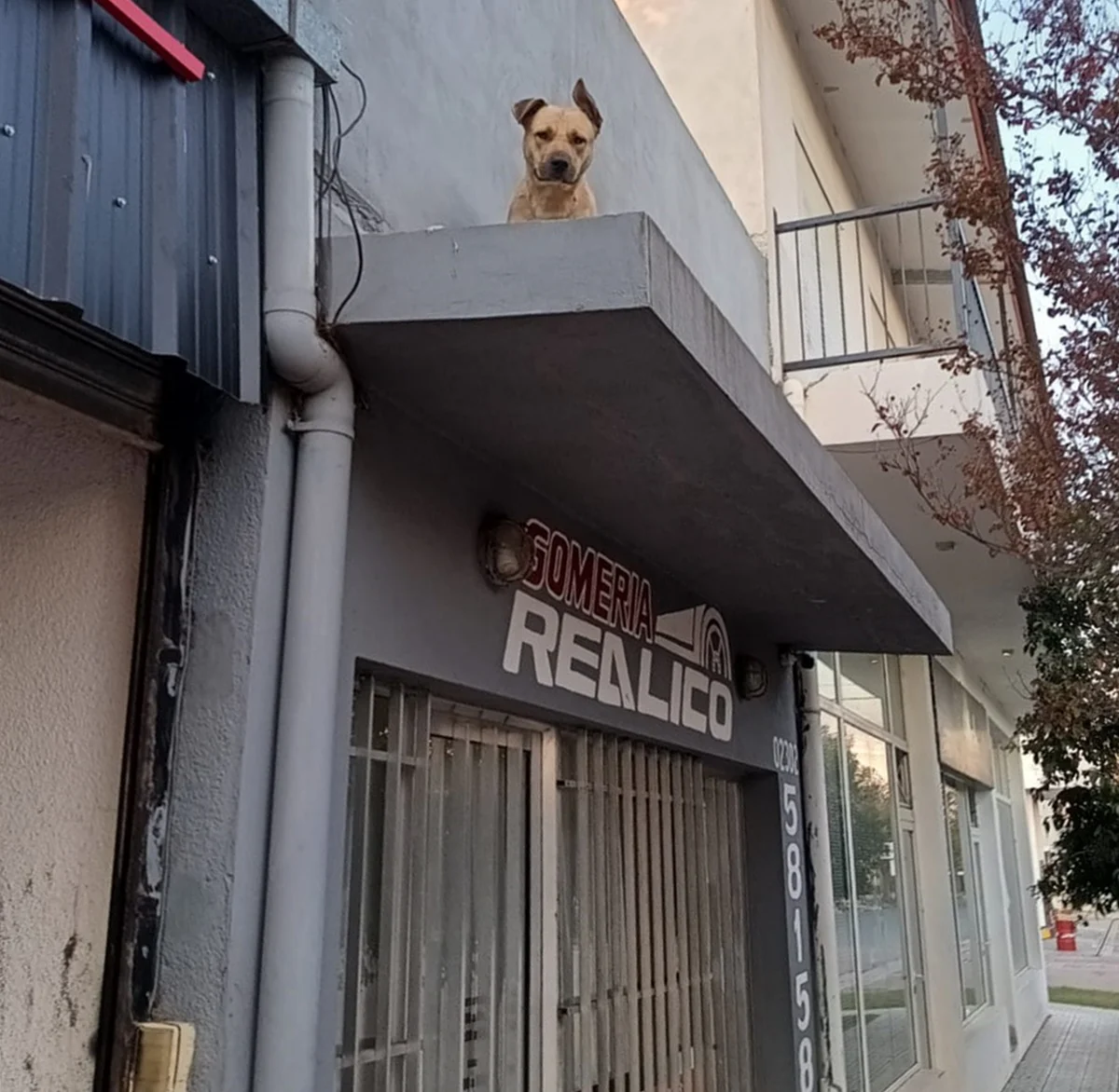 perro techo gomería