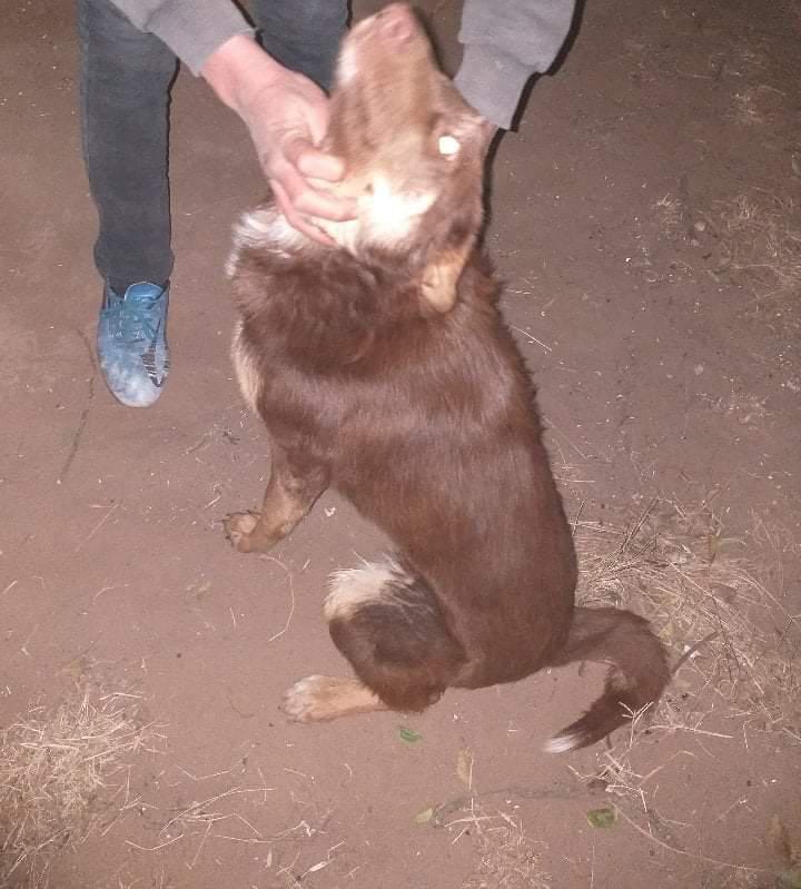 perro robo