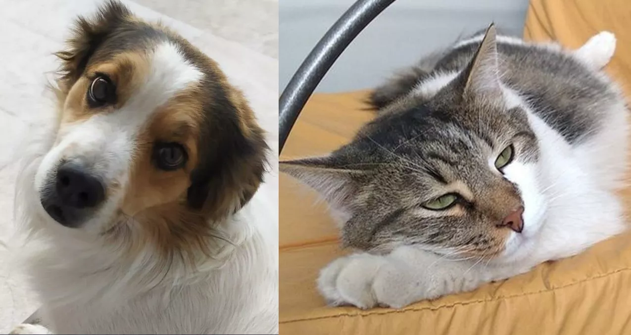 mascotas