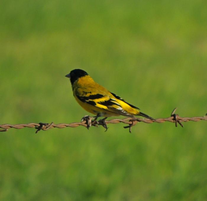 pajaro cabecita negra