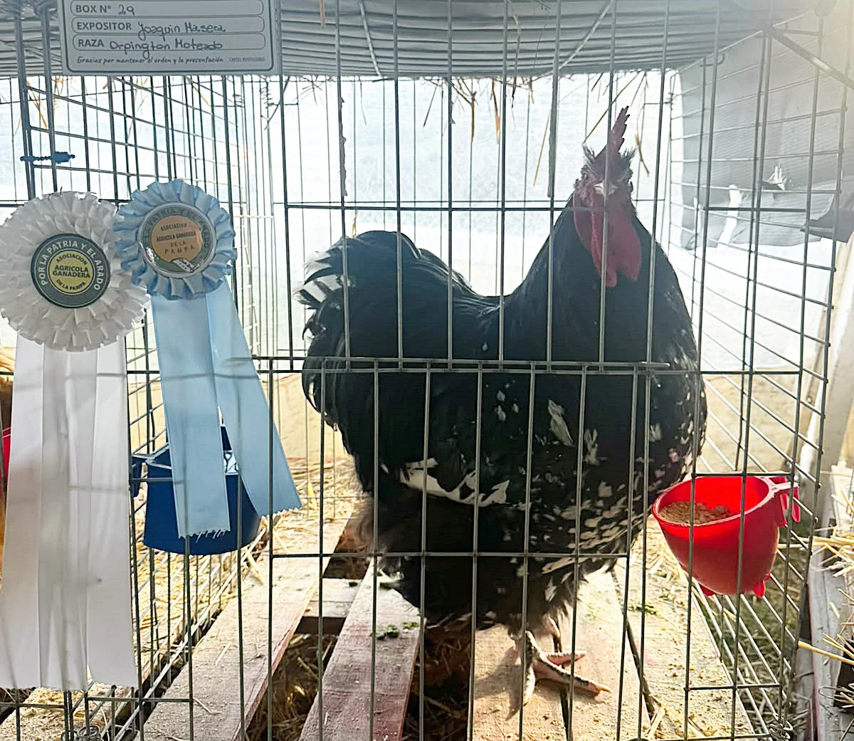 Primer premio Orpington moteado macho
