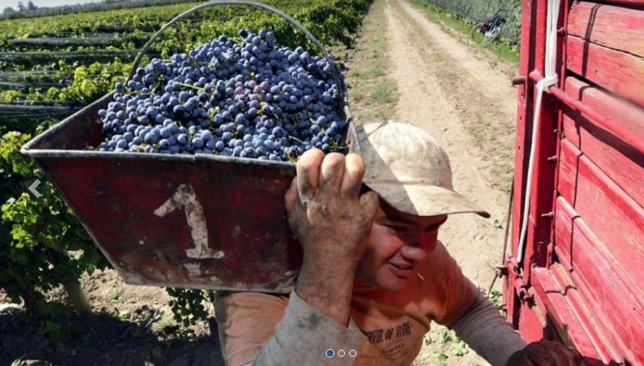 COSECHA DE UVAS.jpg