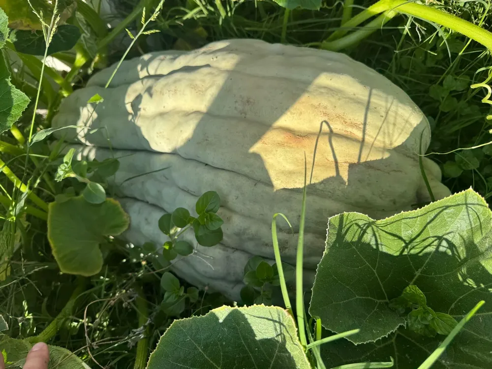 00C8BB84-3C9A-43EC-92EB-BAFFEF922239