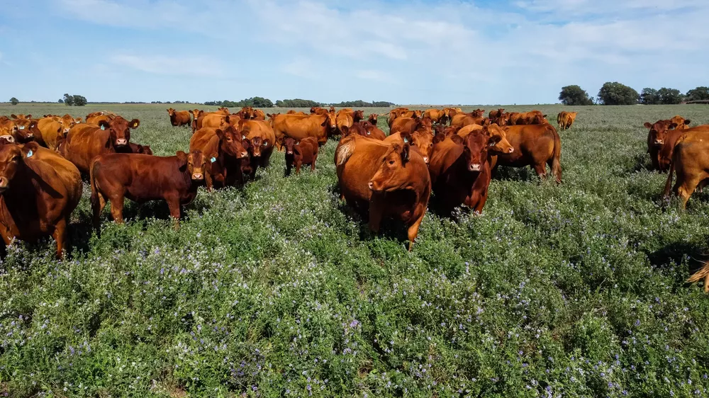 VACAS LINEAS DE CREDITO