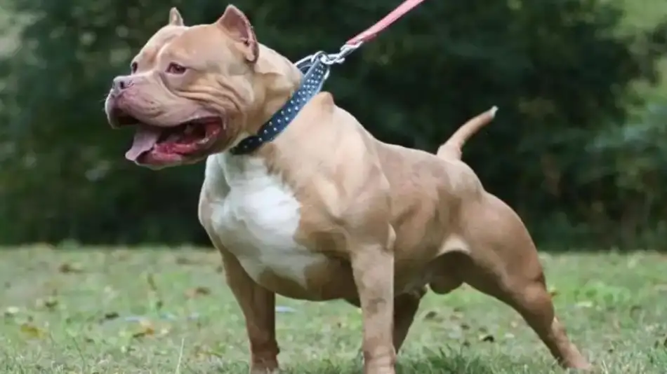 pitbull-1325934