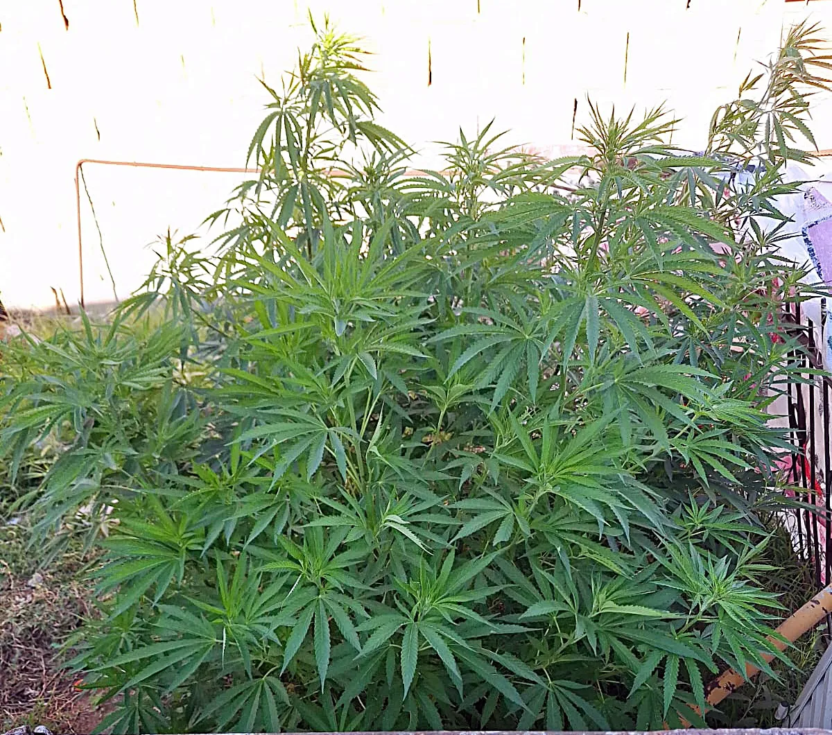 canabis sativa 1