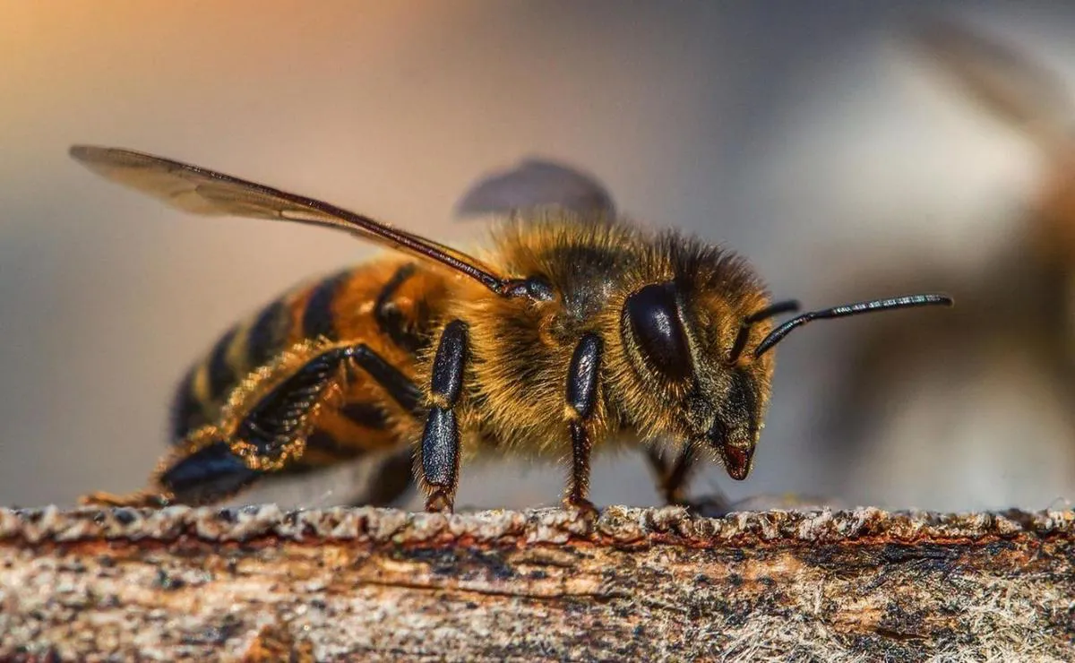abejas