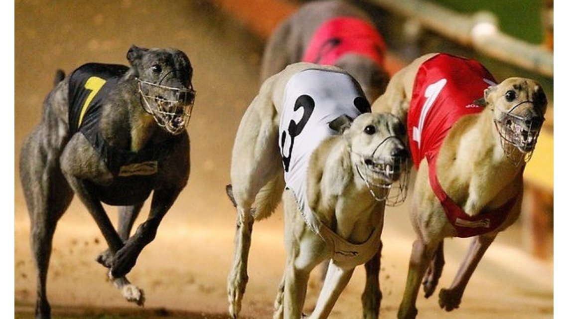 carreras de galgos