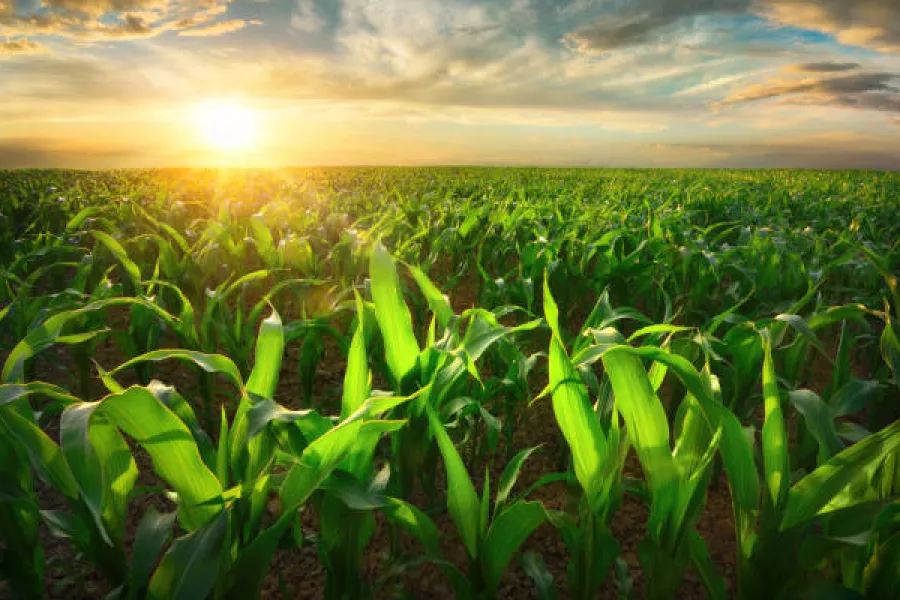 Congreso siembra.jpg