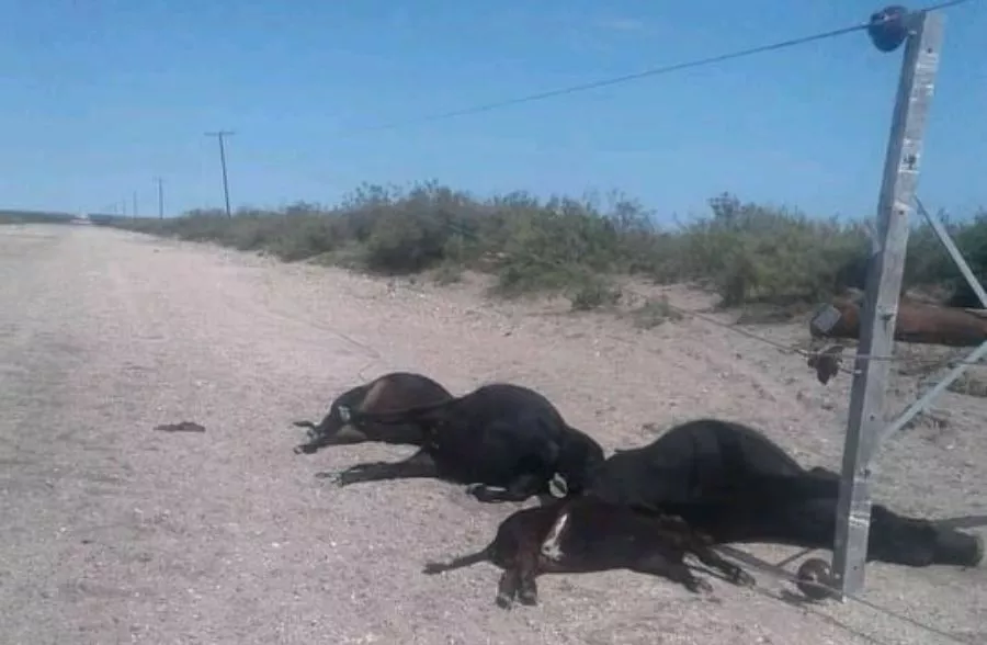 vacas muertas