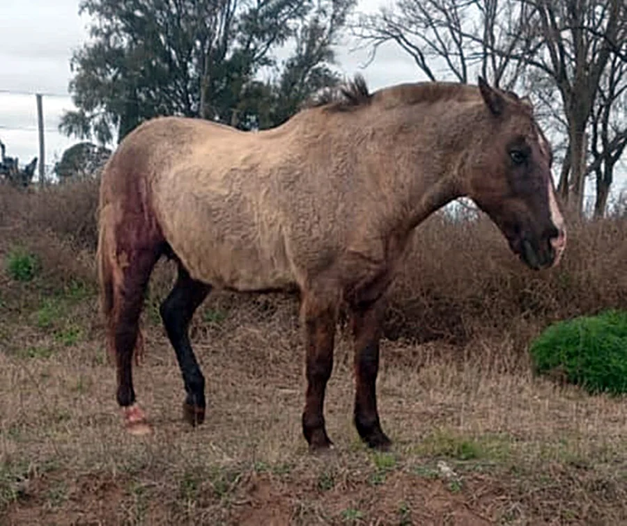 caballo lesionado puma 2