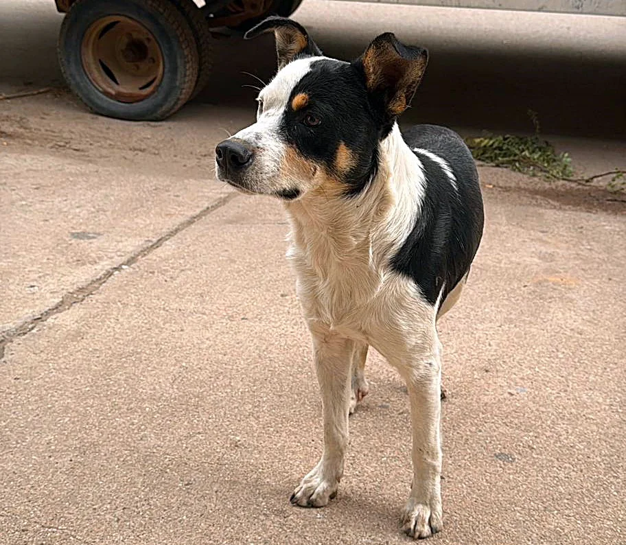 VACUNACIÓN PERROS SANTA ROSA 2