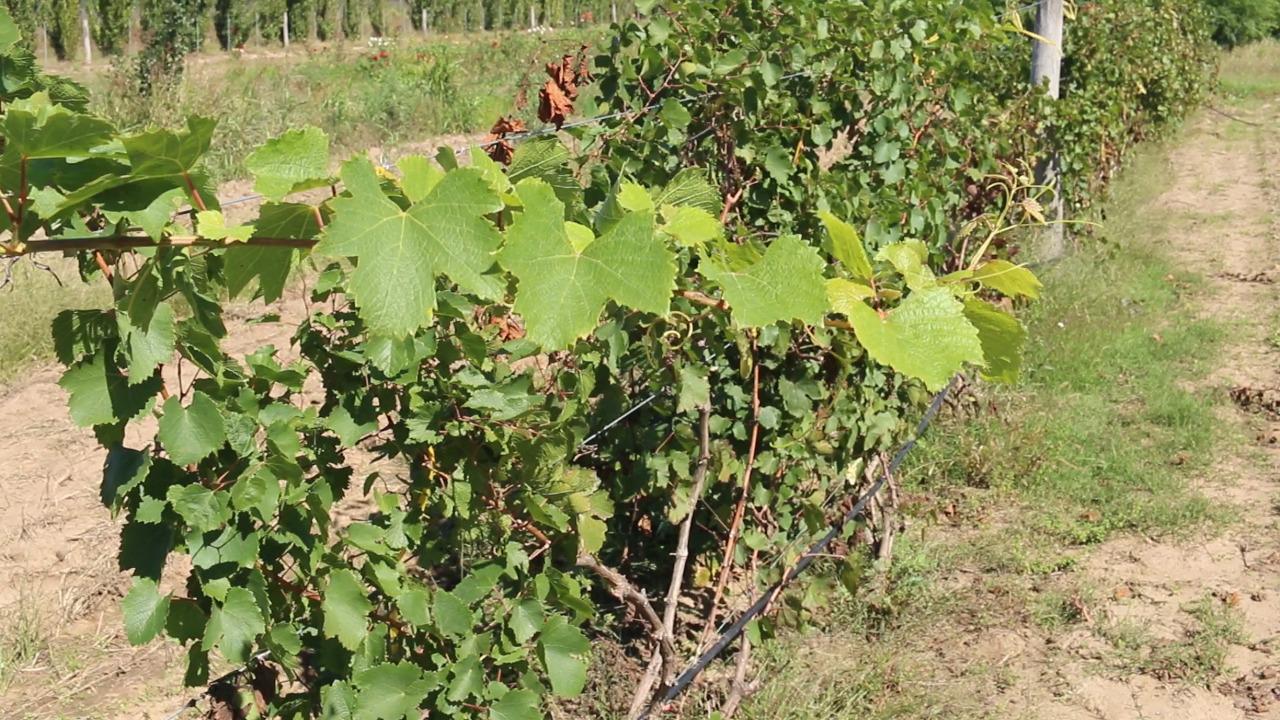 378646_whatsapp-image-2020-04-07-at-12.10.48--1-