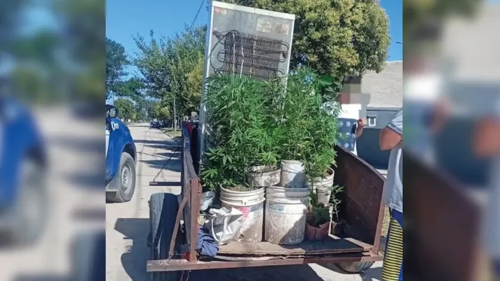 plantas de marihuana