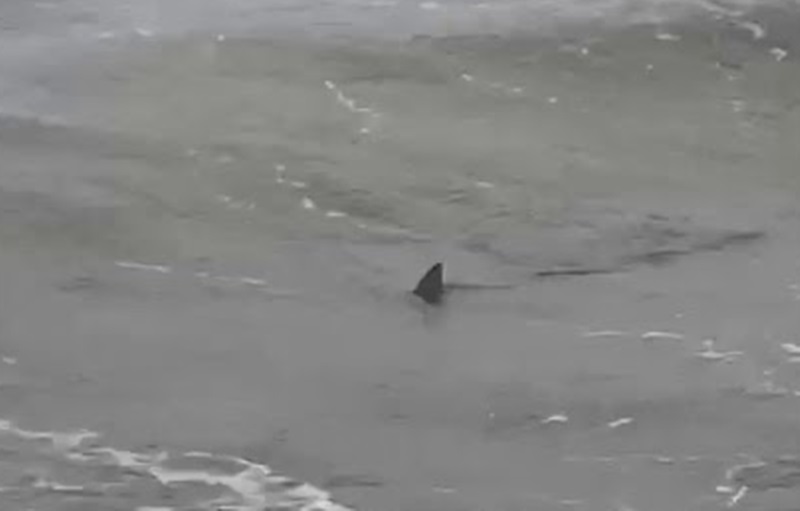 tiburones