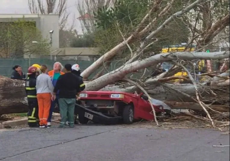 MUJER APLASTADA ARBOL