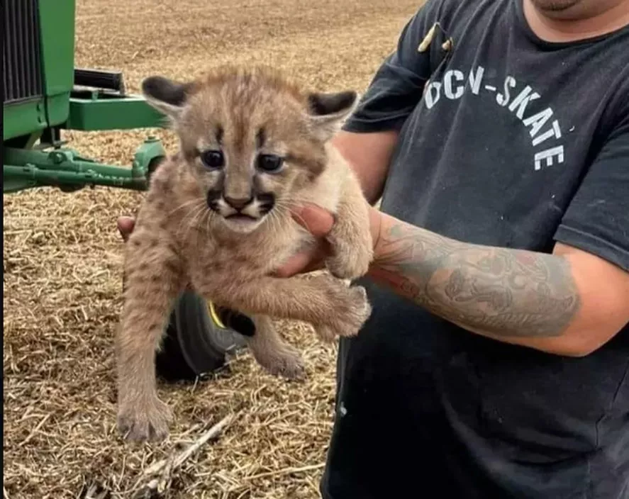 puma cachorro 1