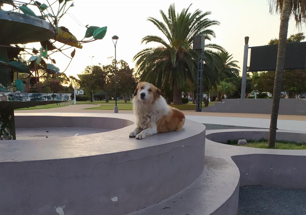 PERRO PLAZA