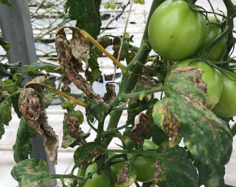 TOMATE