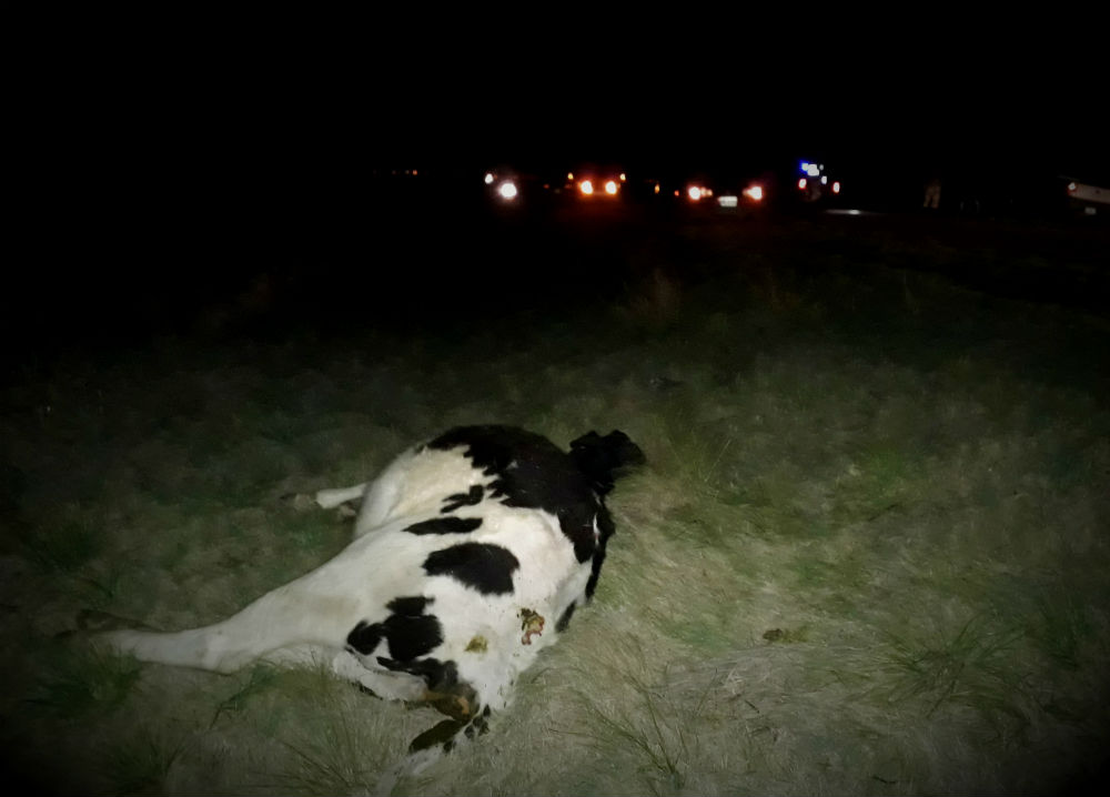 VACAS1