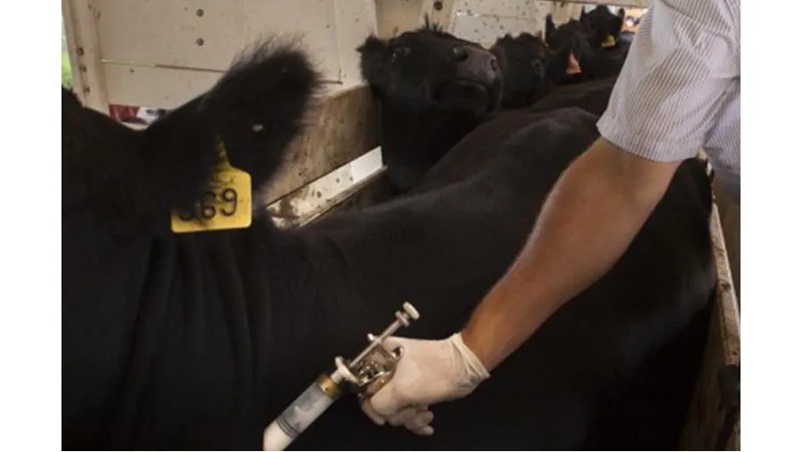 vacunación animales