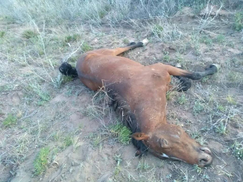 EQUINOS MUERTOS 3