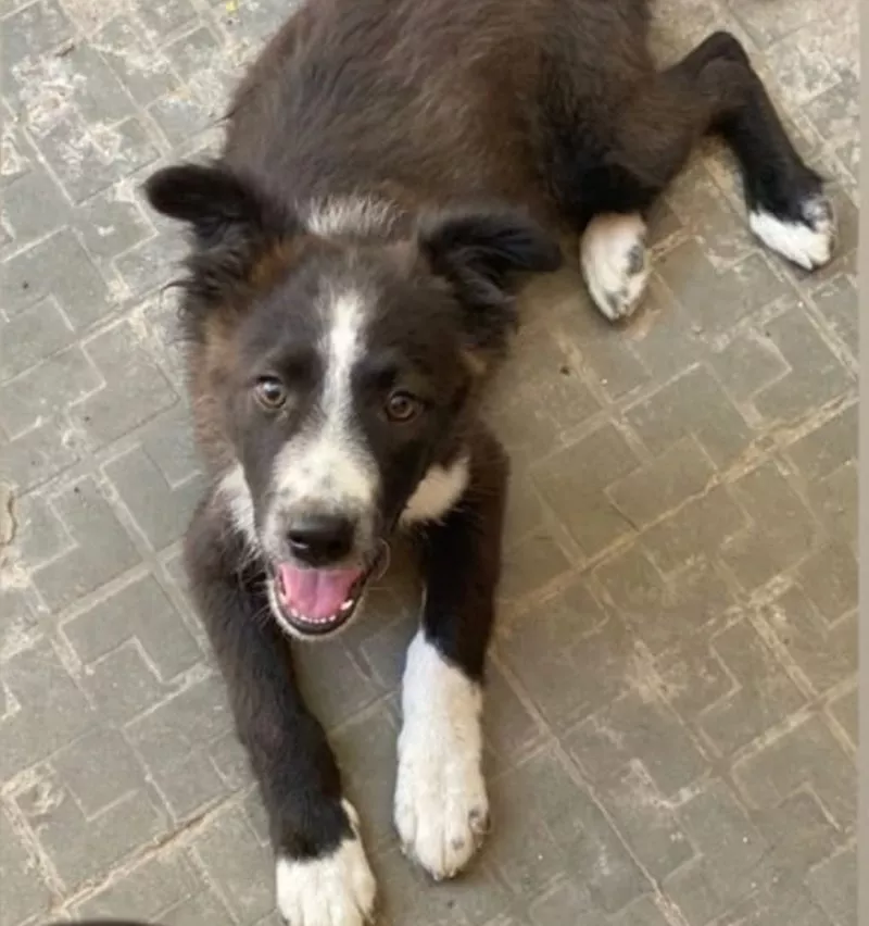 perro chinos