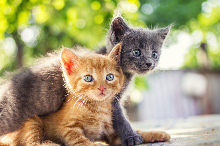 gatos