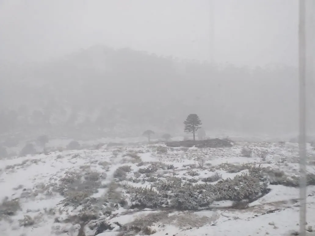 nieve infomatrix