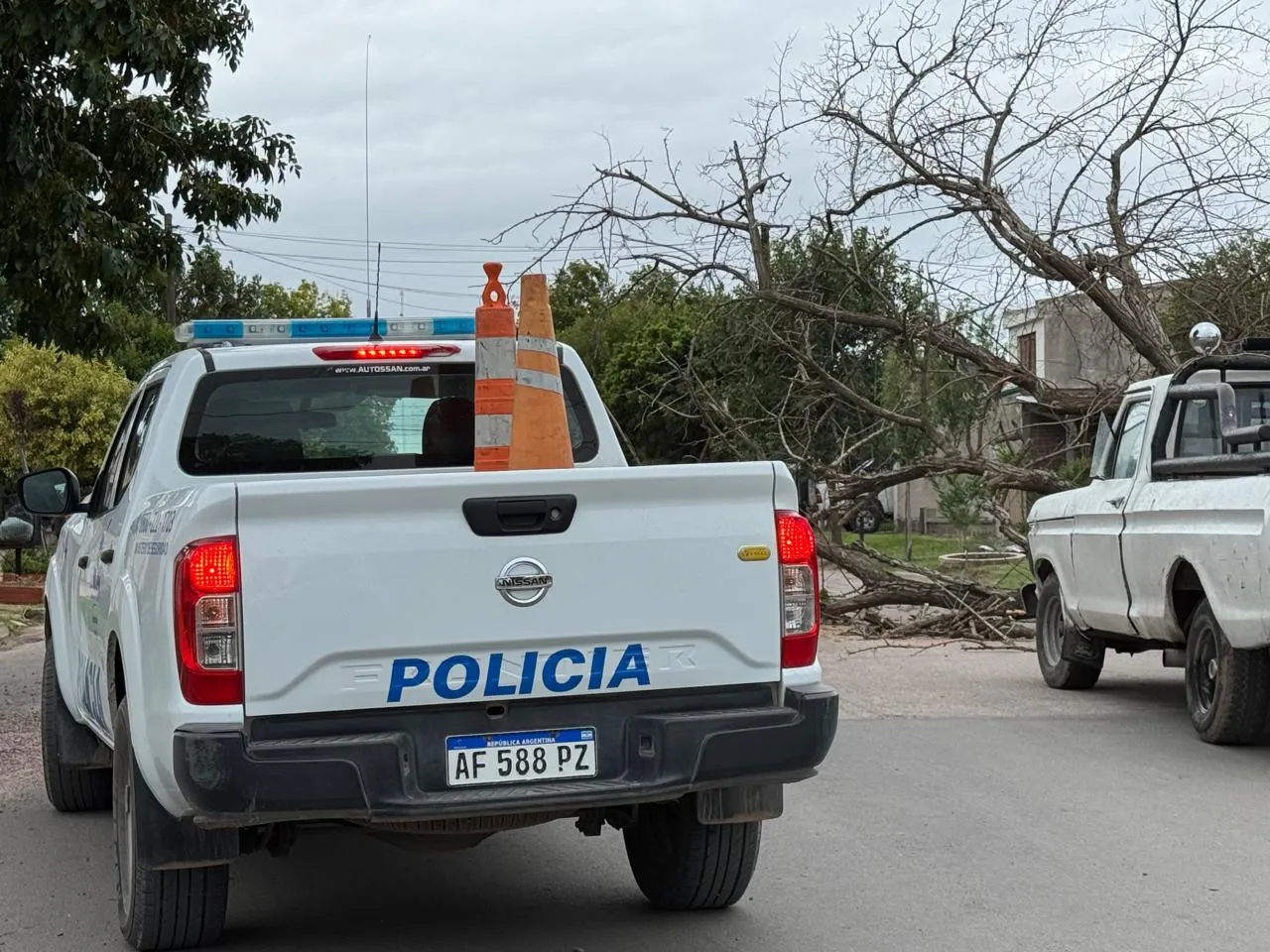 arbol caído 2
