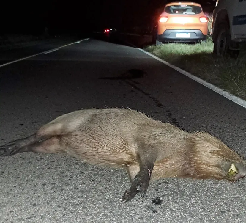 carpincho onagoity 3 c