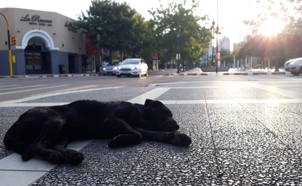 perroscallejerostextual2019-2-1170x720