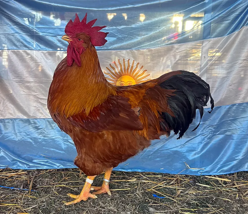 cabaña gallos sara 1