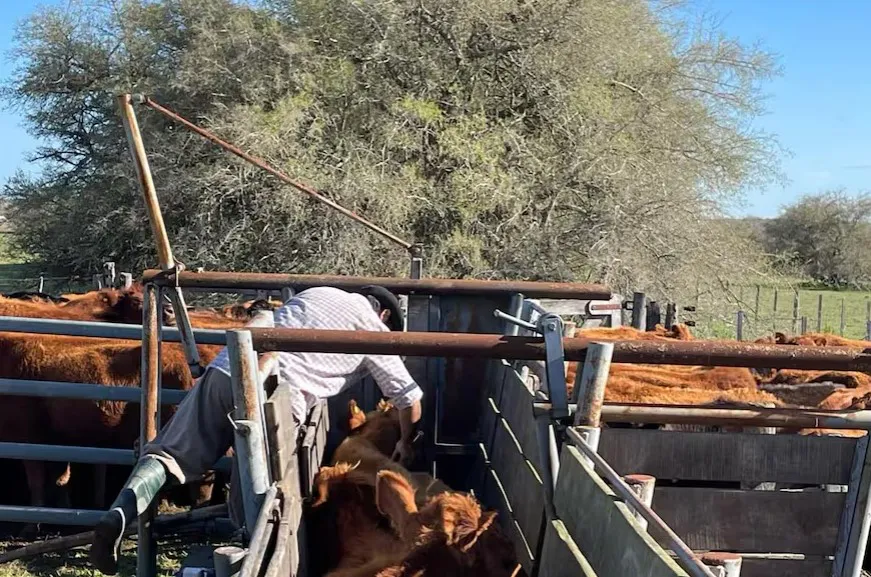 vacunacion hacienda corral manga