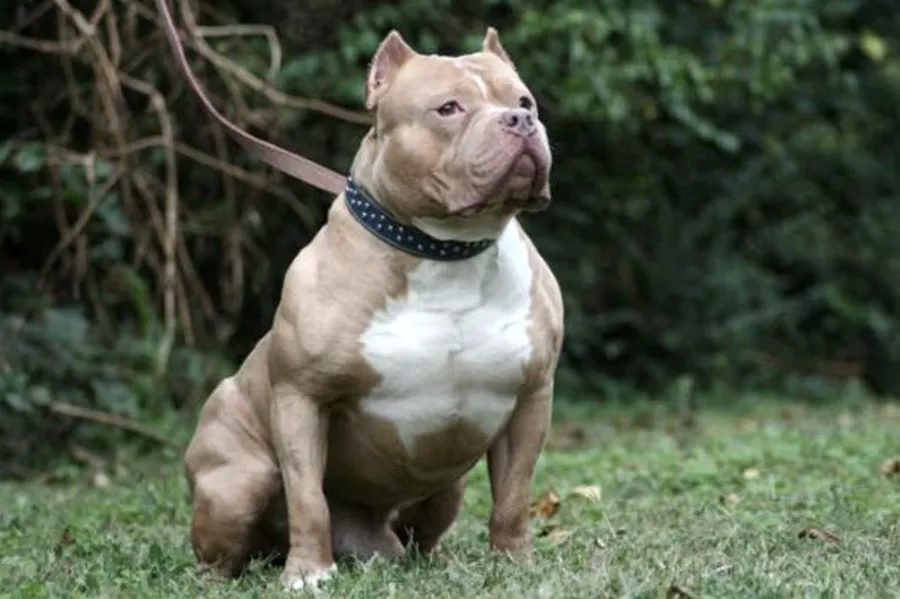 pitbull