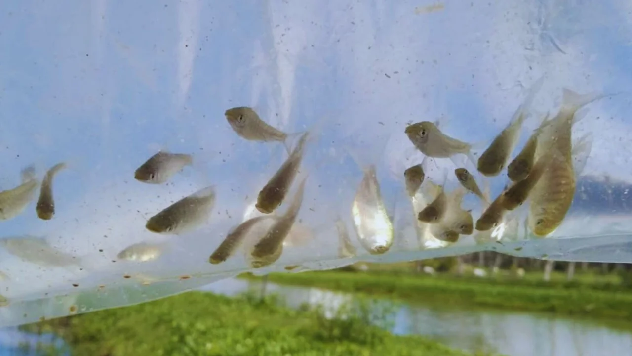 PESCADITOS