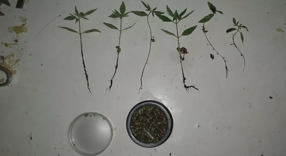 marihuana