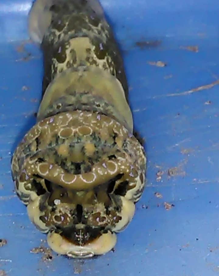 ORUGA 1