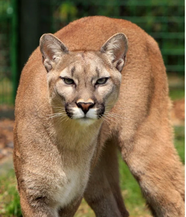 puma1