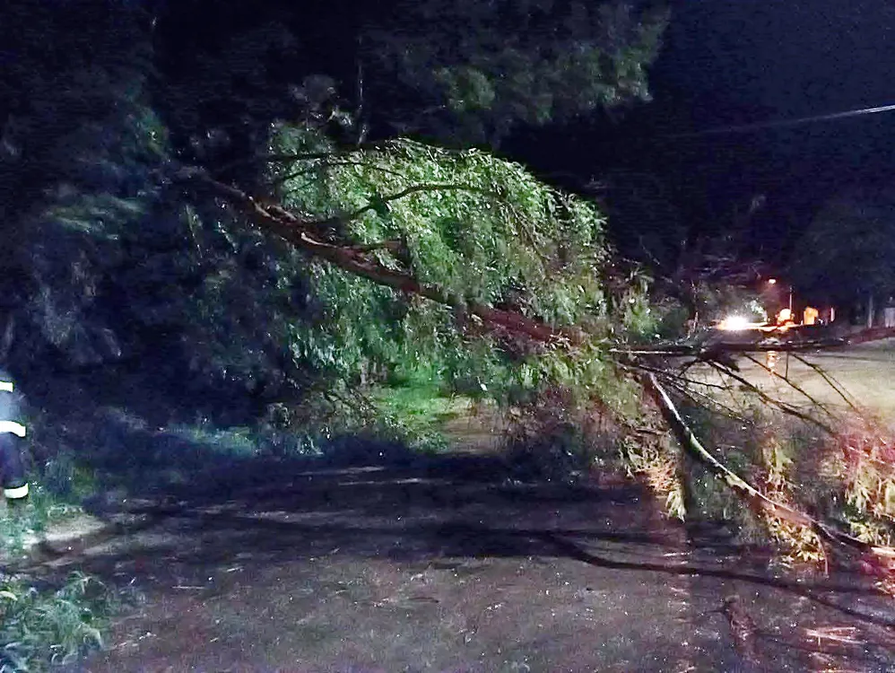 arbol caido 2