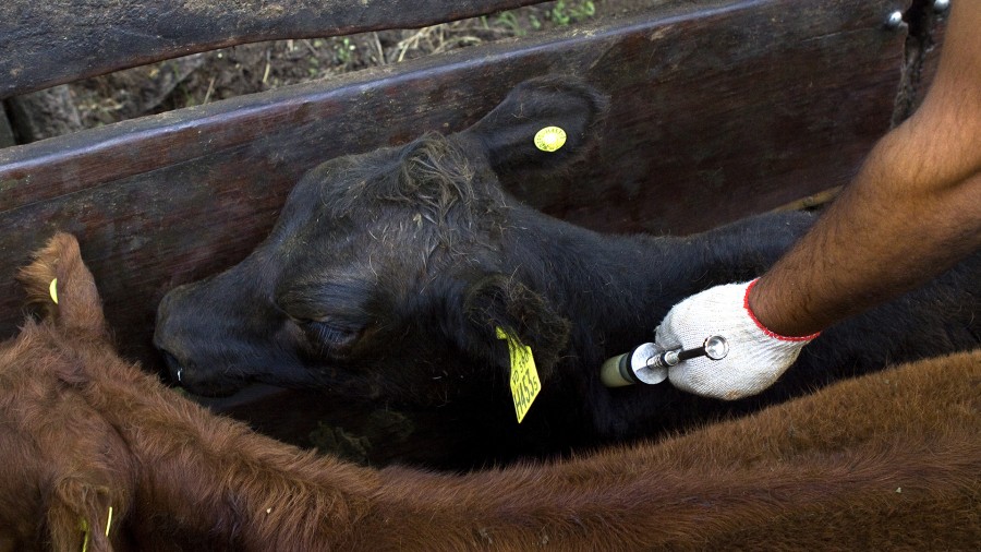 multimedia.grande.a512bcd96202cc81.7661636173766163756e615f6772616e64652e6a7067